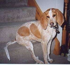 Flora the tan and white ticked English Coonhound is sitting on the first step of a staircase