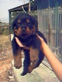 A small black and tan Rottweiler Puppy is being held in the arm by a persons hand.