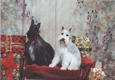 Two Mini Schnauzer dogs sitting side by side on a felt red bench surrounded by Christmas gifts - A black with white dog sitting next to a grey and white dog.