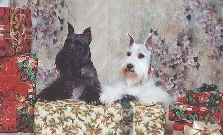 Upper body shots of two dogs laying side by side across a large wrapped Christmas gift with more gifts on the sides of them - A black with a tuft of white Miniature Schnauzer next to a white Miniature Schnauzer.