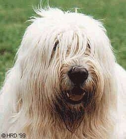 Close up head shot - A tan South Russian Ovtcharka dog is standing in grass, it is looking forward, its mouth is open and it looks like it is smiling. It has long hair hanging over and covering up its eyes and a large black nose.