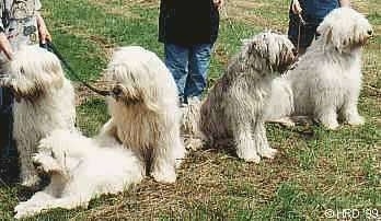 A line of five large breed, long coated, shaggy South Russian Ovtcharka dogs are sitting and laying in a row in grass. There are three people standing behind them.