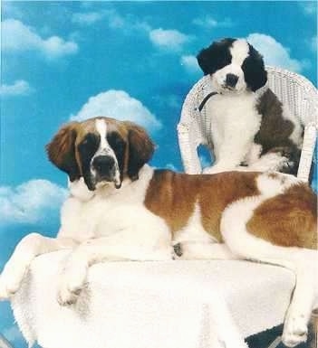 A large brown and white with black Saint Bernard puppy is laying across a table and behind it in a wicker chair is another smaller brown and white with black Saint Bernard puppy thats head is tilted to the right.