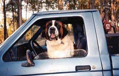 A brown with white and black Saint Bernard is sitting in the driver seat of a truck and it is looking out of a window.
