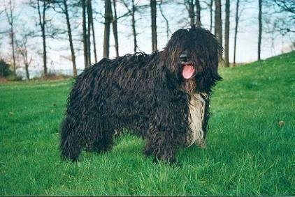 The right side of a wavy-coated, longhaired, black with white Schapendoes dog that is standing at the bottom of a grassy hill. Its mouth is open and tongue is sticking out. The dog has long hair covering its eyes.