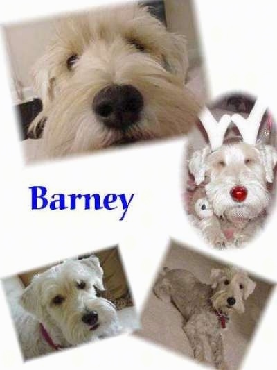 Four images of a white Schnoodle. The word - Barney - is overlayed in the middle left of the image.