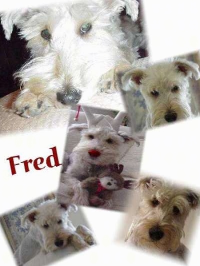 Five images of a white Schnoodle dog. The word - Fred - is overlayed in the middle left of the image.