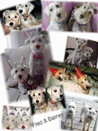 A Collage of images that feature the same two white Schnoodles. The words - Fred & Barney - are overlayed in the bottom middle of the image.