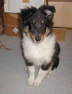 A fluffy black with white and tan Shetland Sheepdog is sitting on a carpet, its head is facing forward.