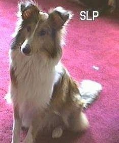 A still from a VHS video of a Brown with white Shetland Sheepdog that is sitting on a red carpet.