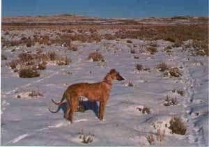 Right Profile - A red Staghound dog standing in a field of snow looking to the right. The dog is wiry looking, high arched with a long dark snout and a long tail.