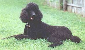 The left side of a black Standard Poodle dog laying in grass looking forward. Its mouth is open and it is looks like it is smiling. There is a wooden privacy fence behind it.