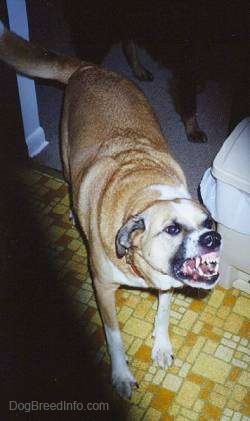 A tan and white dog is standing in a kitchen showing his teeth and it is in an aggressive stance.