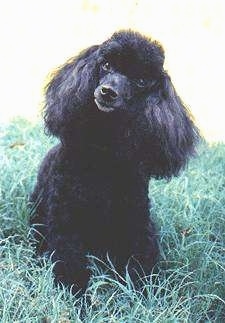 A black Toy Poodle dog standing on grass looking forward and its head is slightly tilted to the right. It has long hair on its ears and a puff of thick hair on the top of its head and a black nose.