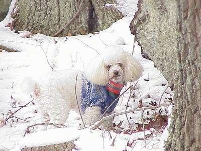 The right side of a small, thick-coated, white Toy Poodle dog standing outside in snow, it is wearing a blue with red and green sweater, it is covered in snow and it is looking forward.