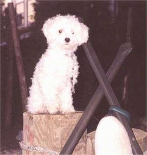 The front right side of a small fluffy white Toy Poodle dog sitting on a wooden block and it is looking forward.
