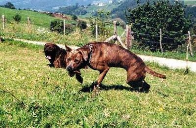 The left side of a brown brindle Villano de Las Encartaciones that is running across a field and it is looking forward. The dog has V-shaped ears that are flying in different directions.