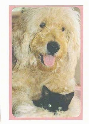 Close Up - A tan Goldendoodle is laying down with is mouth open and tongue out. There is a black kitten in-between its front paws