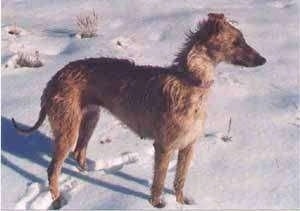 The right side of a wiry-looking, tall, high arched, tan with white Staghound dog standing across snow and looking to the right. The dog has a long pointy snout.