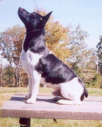The left side of a shiny coated, black and white Teddy Roosevelt Terrier dog sitting across a wooden bench looking up and to the left. It has perk ears and a very short stubby docked tail.