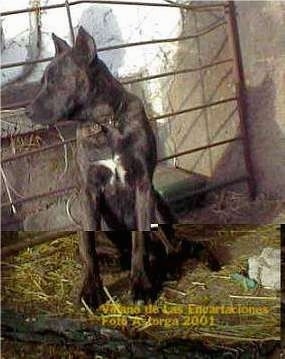 A black with white Villano de Las Encartaciones that is sitting outside in dirt and it is looking to the left out of a gate. The dog has small cropped perk ears that are cut to a point, a shallow stop and a patch of white on its chest.