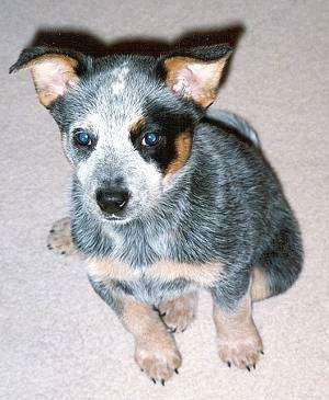 Topdown view of a Australian Cattle puppy that is sitting on a carpet and it is looking up.