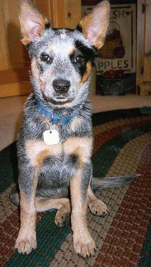A merle Australian Cattle Dog is sitting on a rug and it is looking forward. Its mouth is slightly open.