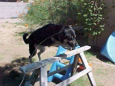 Buck the German Shepherd/Rottweiler/Husky Mix is jumping over a wooden horse bar in the backyard of a house