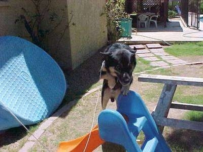 Buck the German Shepherd/Rottweiler/Husky mix is jumping over a Fisher Price Orange and Blue plastic sliding board toy