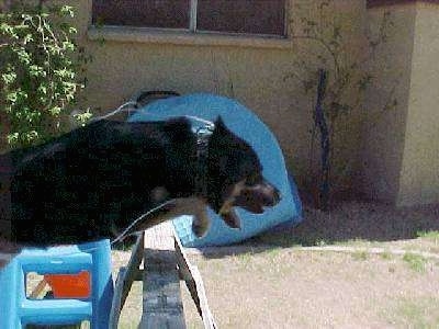 Buck the German Shepherd/Rottweiler/Husky mix is in mid-air jumping over a wooden horse in a backyard