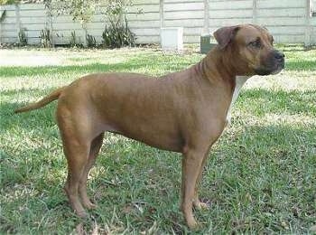 The right side of a brown with white Staffordshire Terrier that is standing across a lawn and there is a wooden fence behind it.