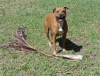A brown with white Staffordshire Terrier is standing on a lawn, next to a tree branch with its mouth open and it is looking forward.