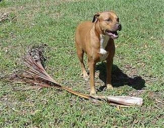 The front right side of a brown with white Staffordshire Terrier that is standing on a lawn, next to a palm tree branch and it is looking to the right.