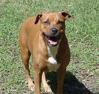 A big, wide-chested, brown with white Staffordshire Terrier is standing in grass, it is looking up, its mouth is open and it looks like it is smiling.