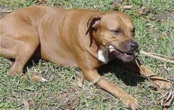 Close Up - The right side of a brown with white Staffordshire Terrier that is laying down in a lawn and it is chewing on a palm tree branch