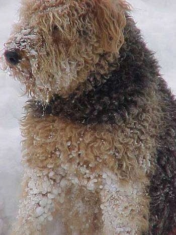 Close up - The body of a thick coated black with tan Airedale Terrier that is sitting outside in snow with snow stuck to its coat.