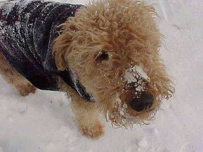 Close up - Topdown view of a black with tan Airedale Terrier that is standing in snow with a jacket on and snow on its face.
