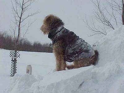 The left side of a black with tan Airedale Terrier sitting in front of a snow mound with a jacket.