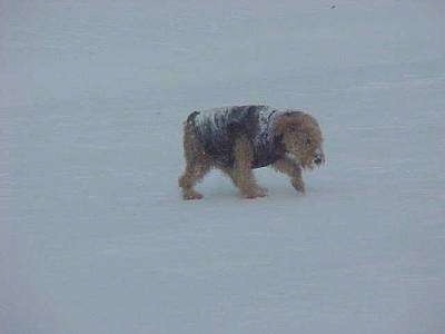 The right side of a black with tan Airedale Terrier, that is wearing a jacket and it is walking across snow.