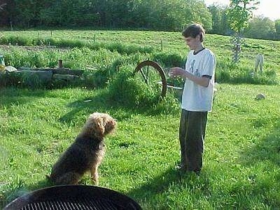 The right side of a black with tan Airedale Terrier that is sitting on grass with a boy in front of it