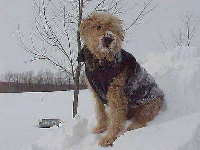 The front left side of a black with tan Airedale Terrier that is sitting in snow with a jacket on and it has snow stuck in its fur and around its mouth.