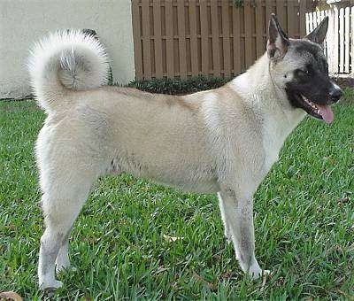 The right side of a tan with black Akita Inu puppy that is standing on grass with fence behind it.