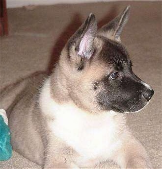 Close up - The front right side of a tan with black Akita Inu puppy that is laying on carpeted floor and it is looking to the right