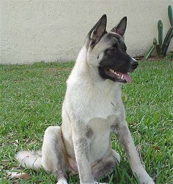 A tan with black Akita Inu puppy is sitting on grass with a home behind it. it is looking to the right, its mouth is open and tongue is sticking out.