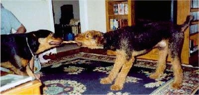 Ransom the Airedale Terrier and Reese the Rotterman are having a tug of war in a house.