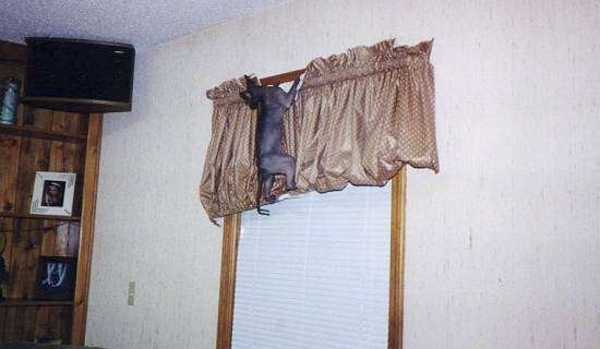 Tierra the Sphynx Cat is hanging on to a curtain at the top of a window