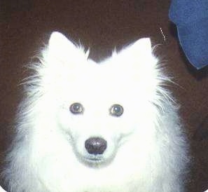 Close Up - The face of a white American Eskimo Dog that is sitting on a carpet
