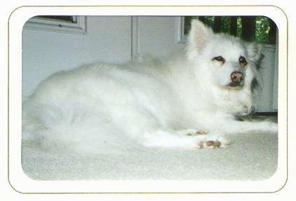 The right side of a white American Eskimo Dog that is laying on a carpet in front of a door