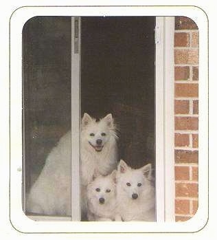 Three white American Eskimo Dogs are looking out of a sliding screen door