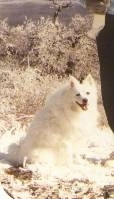 The right side of a white American Eskimo Dog that is sitting down in a sandy desert area. Its mouth is open and it is looking forward.